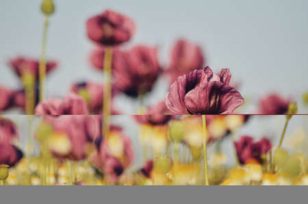 Wallper Flowers of purple colored poppies bloom in a wild field. Beautiful field of poppies with selective focus. colorful purple poppies in soft light. Poppy seeds. Natural drugs. Gladの写真素材