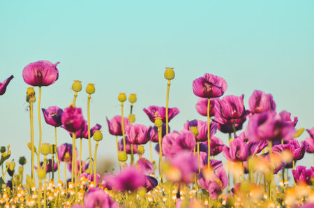 Wallper Flowers of purple colored poppies bloom in a wild field. Beautiful field of poppies with selective focus. colorful purple poppies in soft light. Poppy seeds. Natural drugs. Gladの写真素材