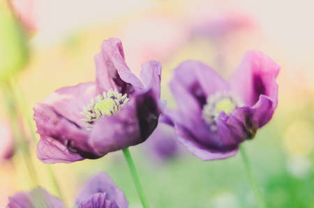 Flowers of purple colored poppies bloom in a wild field. Beautiful field of poppies with selective focus. colorful purple poppies in soft light. Poppy seeds. Natural drugs. Glade of red poppies. Beautの写真素材