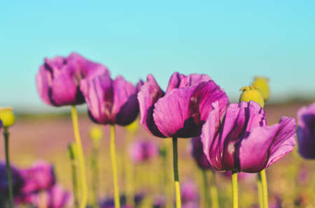 Flowers of purple colored poppies bloom in a wild field. Beautiful field of poppies with selective focus. colorful purple poppies in soft light. Poppy seeds. Natural drugs. Glade of red poppiesの写真素材