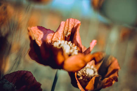 Flowers of purple colored poppies bloom in a wild field. Beautiful field of poppies with selective focus. colorful purple poppies in soft light. Poppy seeds. Natural drugs. Glade of red poppiesの写真素材