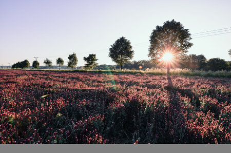 Trees and sunset on a field clover beautiful nature idyllic atmosphere spring weatherの写真素材