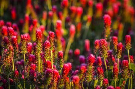 field of crimson clover, trifolium incarnatum, blooms bright redの写真素材