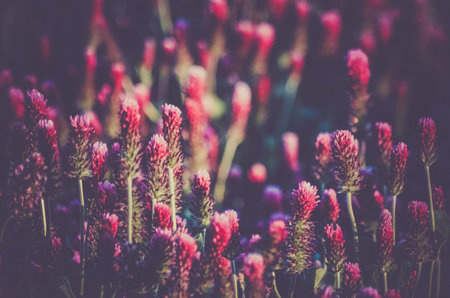 beautiful background with a field with colored red clover in the sunlightの写真素材