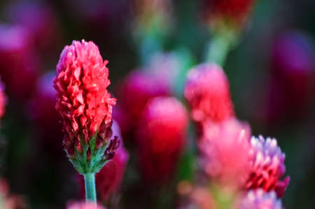 beautiful background with a field with colored red clover in the sunlightの写真素材