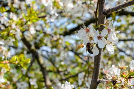 view of blooming tree with cherry white flowers in spring with bee