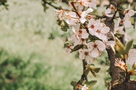 view of blooming tree with cherry white flowers in spring with bee