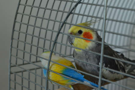 in a cage closed colorful cockatoo parrotのeditorial素材