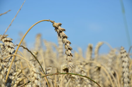 field with grain Wheat field and blue sky with clouds