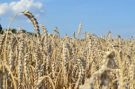 field with grain Wheat field and blue sky with cloudsの写真素材