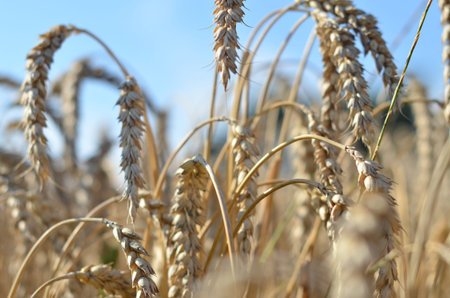 field with grain Wheat field and blue sky with clouds