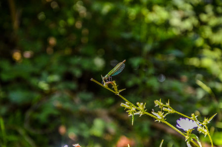 A dragonfly sits on the grass on a blurred background with green grass in the background. Close-up...