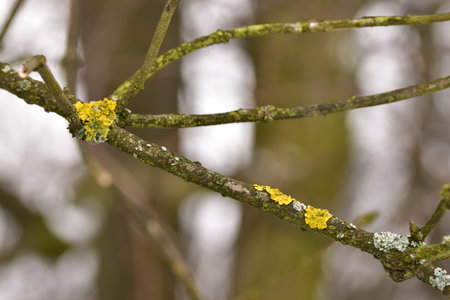 a beautiful macro-photo of lichen on a tree branch.