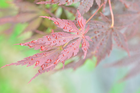 Red leaves of Japanese maple (Acer japonicum) on a blurry background in the park with drops of...