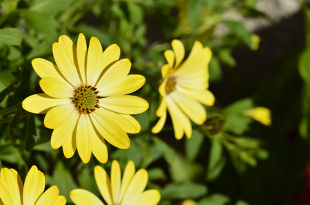 Close up of yellow osteospermum flowers in full bloom.の写真素材