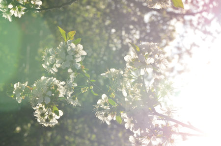 Blossoming branch of a pear tree on a blurred green backgroundの写真素材