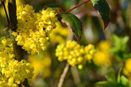Berberis vulgaris, also known as the European barberry or simply barberry, is a shrub in the genus Berberis.の写真素材