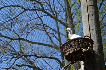 White stork in a wicker basket on a tree against the blue skyの写真素材