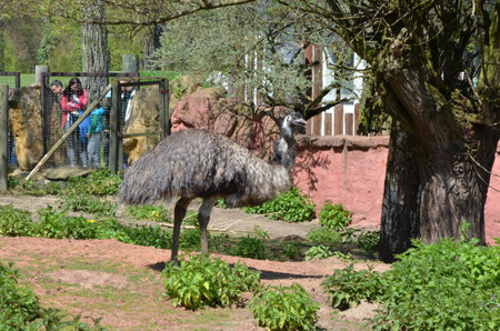 Emu - Dromaius novaehollandiae, Opole, Polandの写真素材