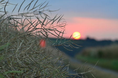 Sunset over a field of grass and trees in the evening.の写真素材