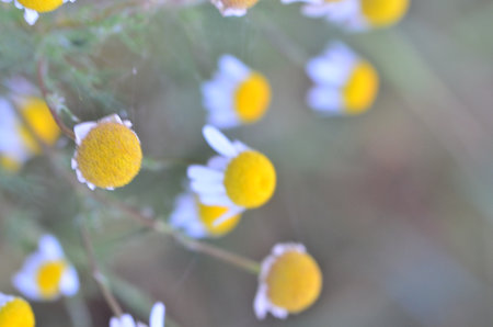 chamomile flowers in the garden, shallow depth of field.の写真素材
