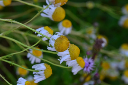 Chamomile flowers on a background of green grass. Selective focus.Chamomile (Matricaria chamomilla)の写真素材