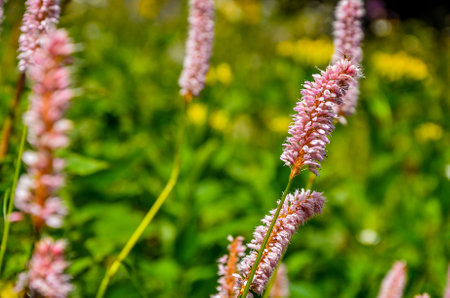 Flowering grass in the meadow. Close-up.の写真素材
