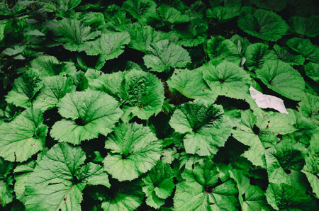 green leaves buttercup, textureの写真素材