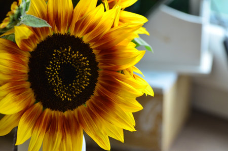 Sunflower in a vase on the windowsill in the morningの写真素材