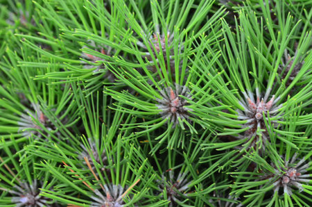 Pine tree in the garden, close-up of pine needles