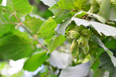 Green hazelnuts on the branches of a hazelnut tree
