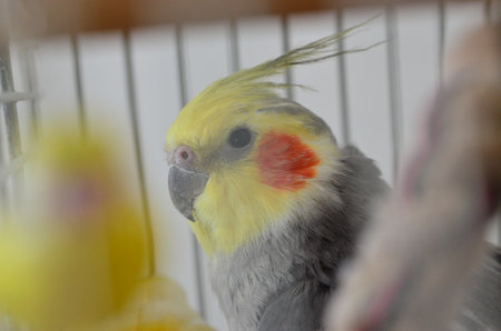 Cockatiel in a cage on a background of the windowの写真素材