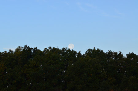 Full moon in the blue sky over the forest in the autumn season.の写真素材