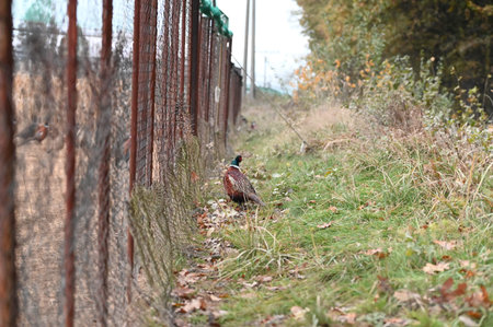 Male pheasant on the ground.の写真素材