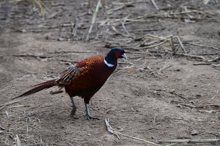 Male pheasant on the ground. (Phasianus colchicus)の写真素材