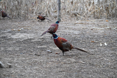 Pheasants in a field in the Czech countryside. Two Pheasants on the ground in the farm. Nature background. Pheasant birds walking on the ground in autumn.の写真素材