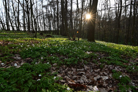 snowdrop flowers in the forest at sunset. Anemone nemorosa