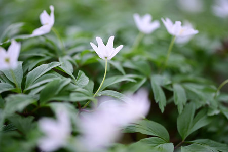 White wood anemone (Anemone nemorosa) flowers.