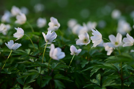 Anemone nemorosa, wood anemone, windflowerの写真素材