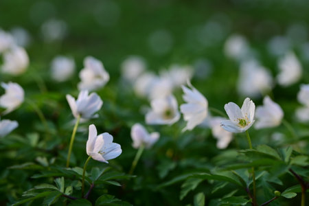 Anemone nemorosa, wood anemone, windflowerの写真素材