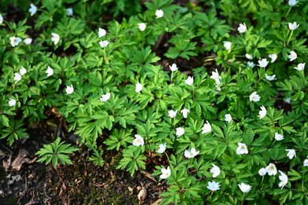 Blooming wood anemone (Anemone nemorosa) in the forestの写真素材