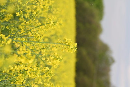 Ideal for themes of nature, farming, and rural beauty.