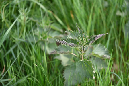 Nettle, Urtica dioica, in the meadow