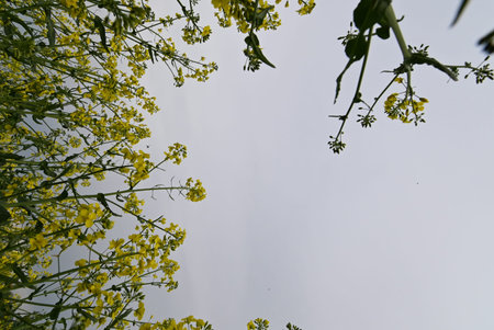 Ideal for themes of nature, farming, and rural beauty.