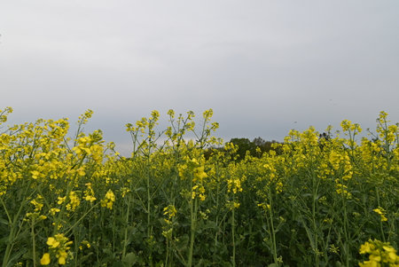 Ideal for themes of nature, farming, and rural beauty.の写真素材