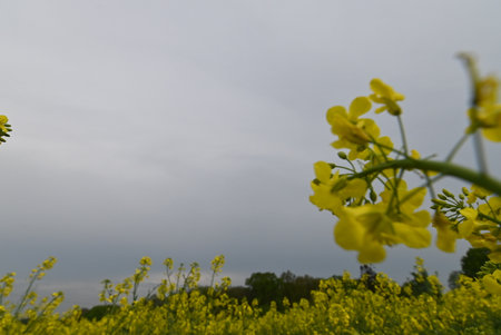 Rapeseed (Brassica napus) in bloom.の写真素材