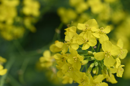 Close up of rape flower (Brassica napus) in bloomの写真素材