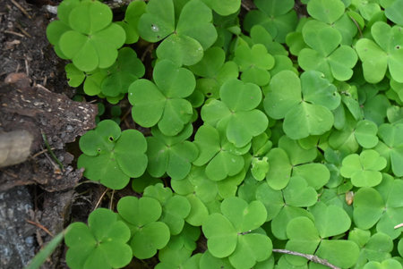 Green clover leaves in the forest, closeup of photo.