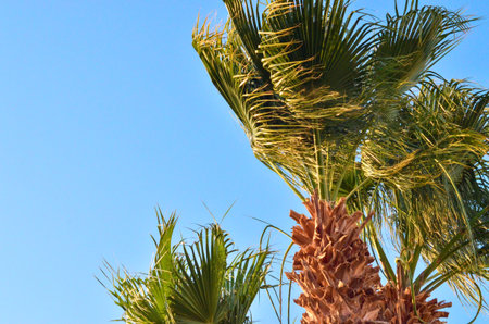 Palm tree against the blue sky, close-up. Summer backgroundの写真素材