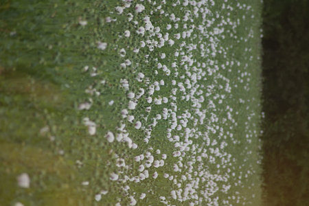 fungus on the banana leaf as a background, close up